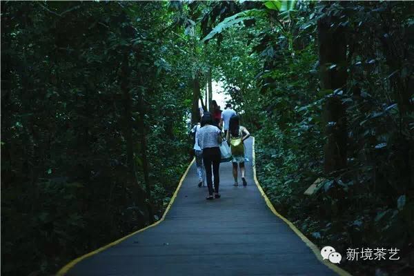 秘境,望天树,醉美遇见,森呼吸!