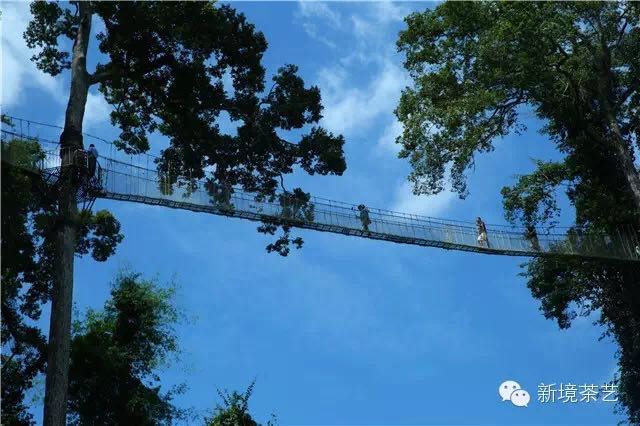 秘境,望天树,醉美遇见,森呼吸!