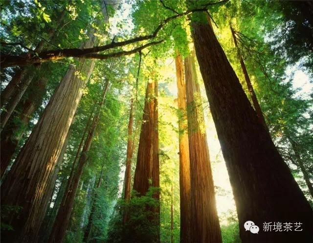 秘境,望天树,醉美遇见,森呼吸!