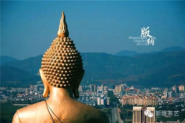 秘境,望天树,醉美遇见,森呼吸!