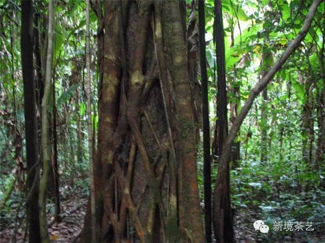 秘境,望天树,醉美遇见,森呼吸!