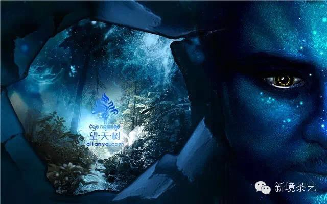 秘境,望天树,醉美遇见,森呼吸!