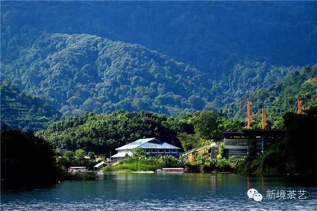 秘境,望天树,醉美遇见,森呼吸!