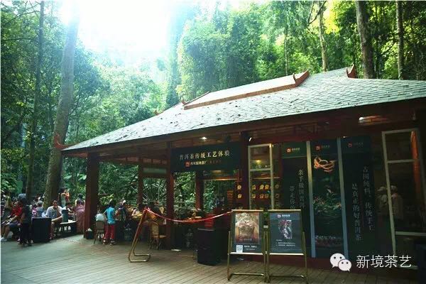 秘境,望天树,醉美遇见,森呼吸!