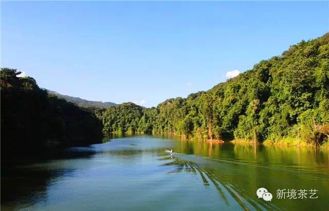 秘境,望天树,醉美遇见,森呼吸!