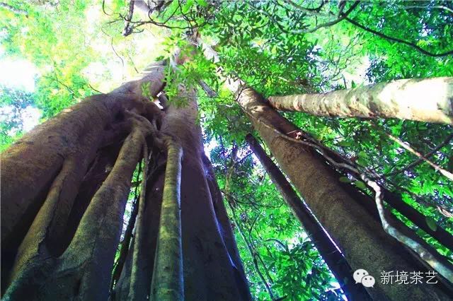 秘境,望天树,醉美遇见,森呼吸!