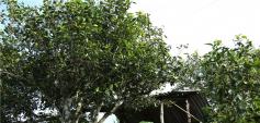 新境小勐宋茶厂及茶园基地